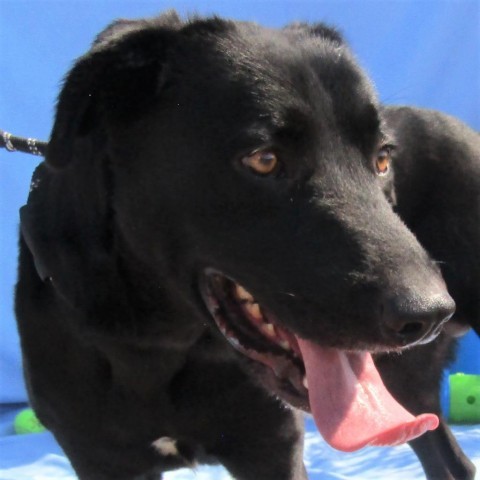Ace, an adoptable Mixed Breed in Las Cruces, NM, 88012 | Photo Image 6