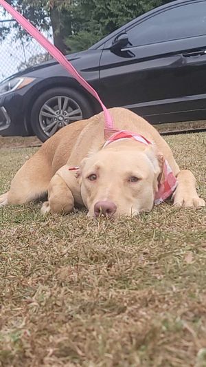 Chunk, Young Male Labrador Retriever