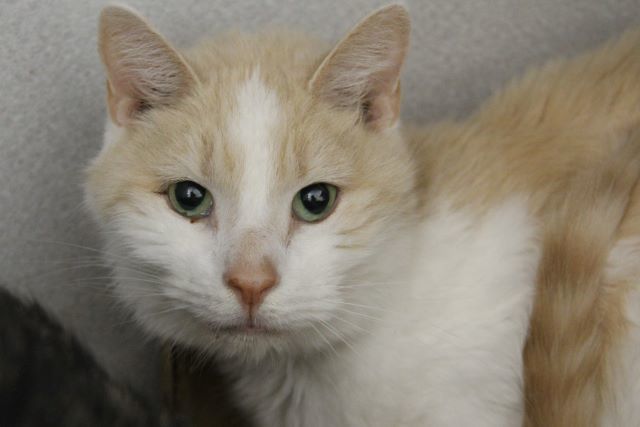 THOR, an adoptable Domestic Short Hair in Tucson, AZ, 85745 | Photo Image 1