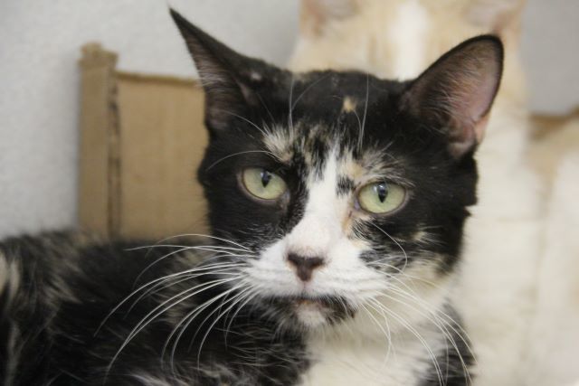 LILA, an adoptable Domestic Short Hair in Tucson, AZ, 85745 | Photo Image 1