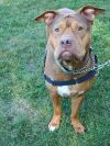 34944- Princess- 4 Years Old- In Foster Care 