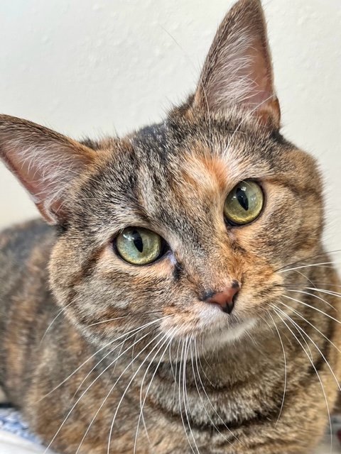 Spider, an adoptable Domestic Short Hair in Webster, WI, 54893 | Photo Image 1