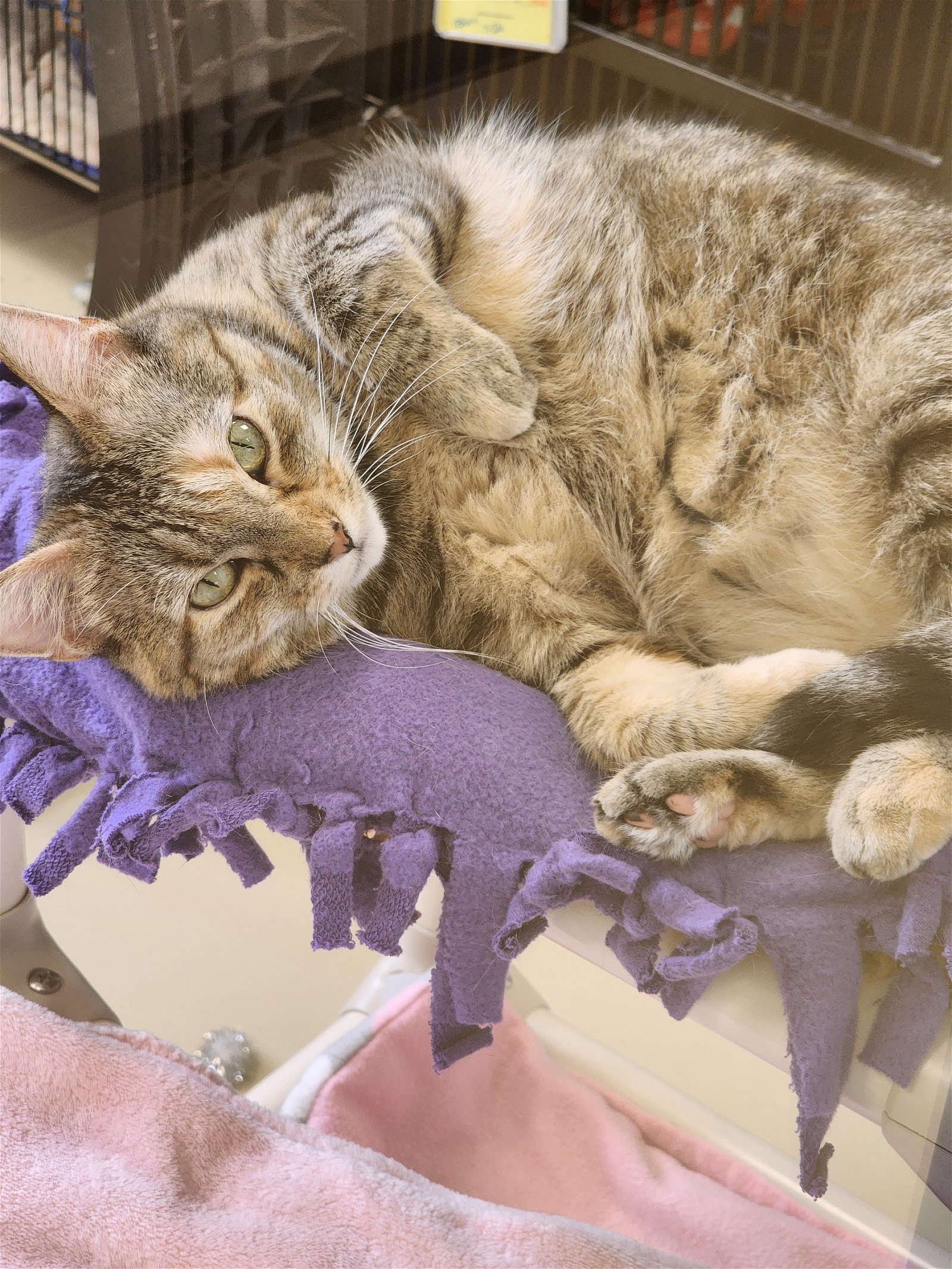 Spider, an adoptable Domestic Short Hair in Webster, WI, 54893 | Photo Image 2