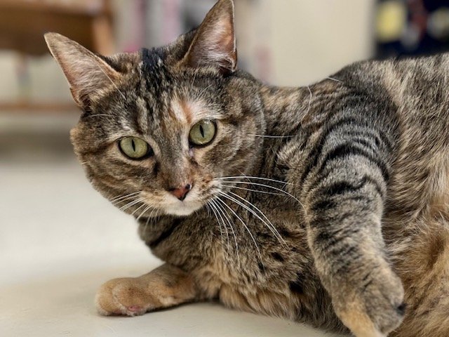 Spider, an adoptable Domestic Short Hair in Webster, WI, 54893 | Photo Image 3