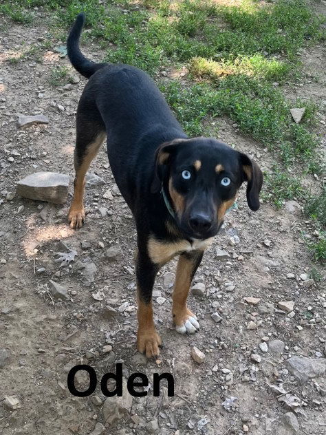 Oden, an adoptable Australian Kelpie, Husky in Mountain View, AR, 72560 | Photo Image 1