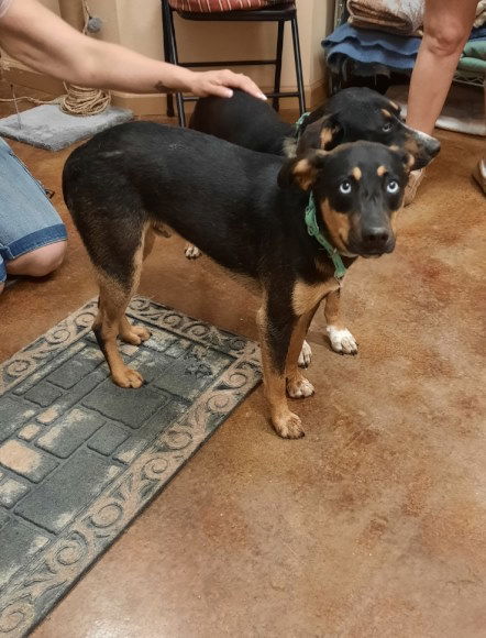 Oden, an adoptable Australian Kelpie, Husky in Mountain View, AR, 72560 | Photo Image 2