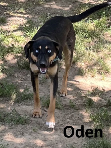 Oden, an adoptable Australian Kelpie, Husky in Mountain View, AR, 72560 | Photo Image 3