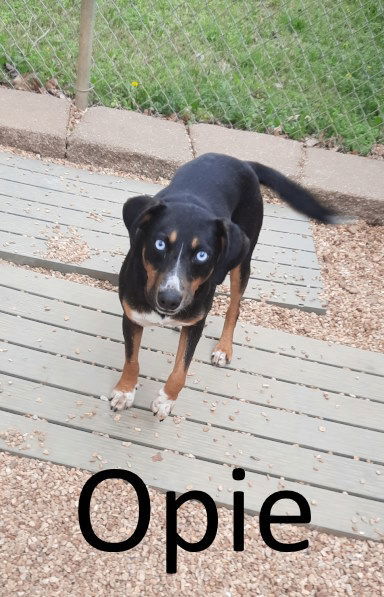 Opie, an adoptable Australian Kelpie, Husky in Mountain View, AR, 72560 | Photo Image 1