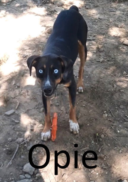 Opie, an adoptable Australian Kelpie, Husky in Mountain View, AR, 72560 | Photo Image 1