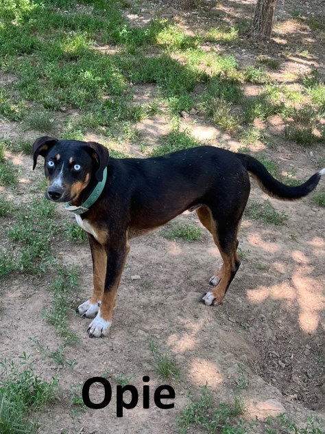 Opie, an adoptable Australian Kelpie, Husky in Mountain View, AR, 72560 | Photo Image 2