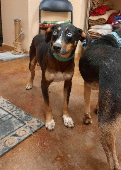 Opie, an adoptable Australian Kelpie, Husky in Mountain View, AR, 72560 | Photo Image 3