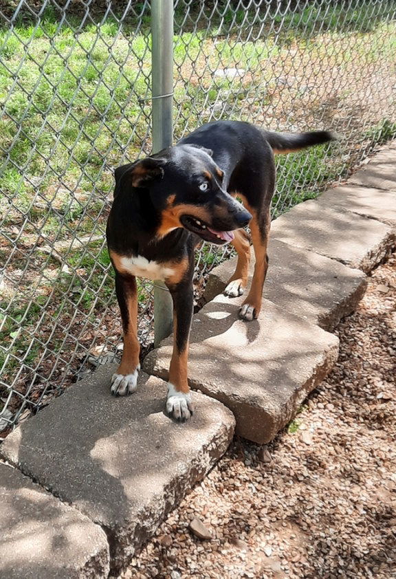 Opie, an adoptable Australian Kelpie, Husky in Mountain View, AR, 72560 | Photo Image 3