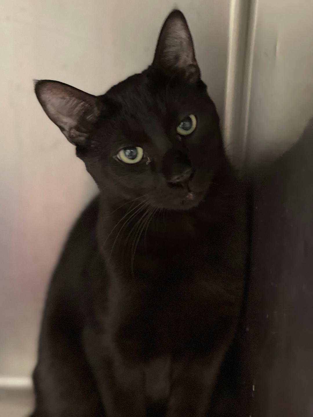 Lux, an adoptable Domestic Short Hair in Park Falls, WI, 54552 | Photo Image 1