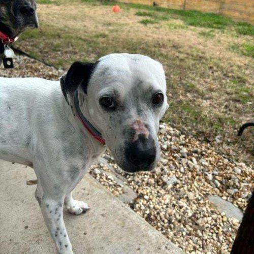 Nikki, an adoptable Dalmatian in Dallas, TX, 75214 | Photo Image 2