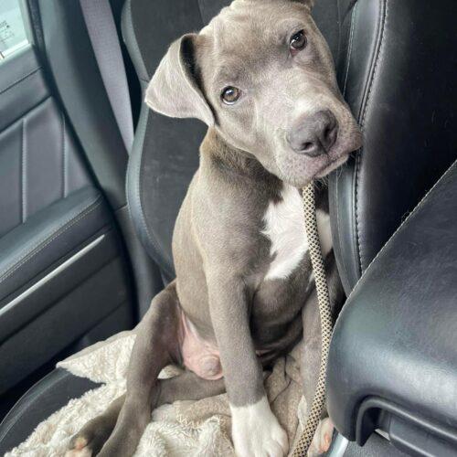 Twitch, an adoptable Pit Bull Terrier, Weimaraner in Dallas, TX, 75214 | Photo Image 3