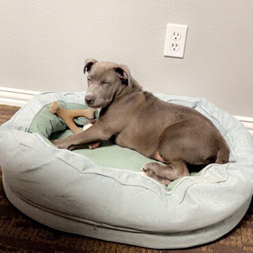 Twitch, an adoptable Pit Bull Terrier, Weimaraner in Dallas, TX, 75214 | Photo Image 4