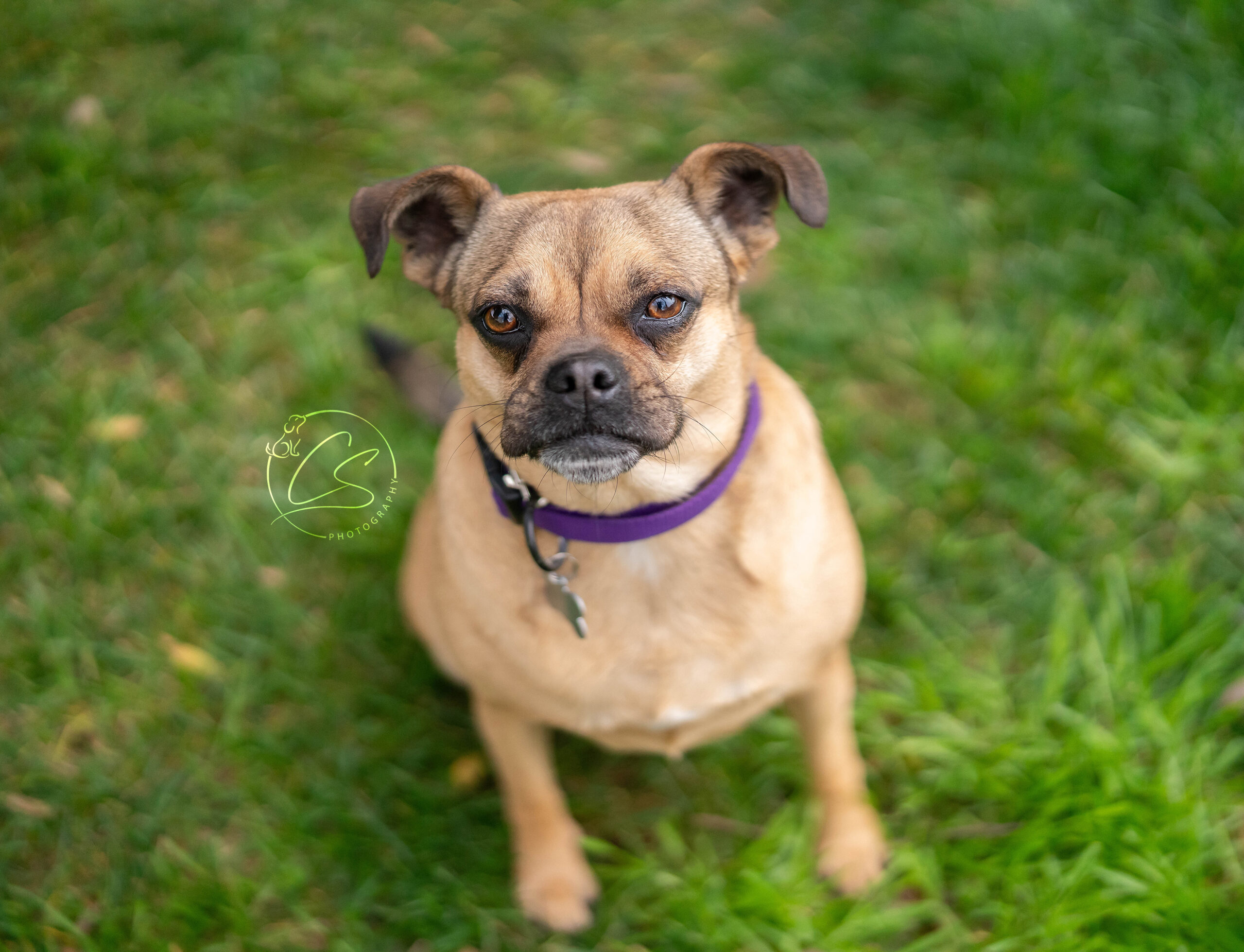 Maybell, an adoptable Chihuahua, Pug in Valley Village, CA, 91607 | Photo Image 1