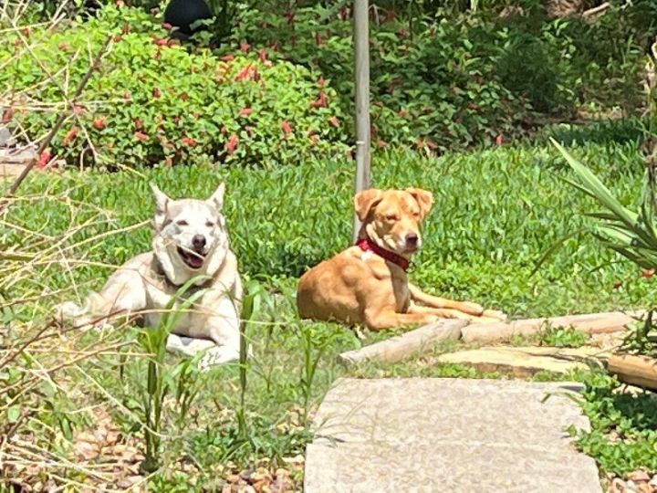 Deets, an adoptable Labrador Retriever & Pit Bull Terrier Mix in Austin, TX_image-3