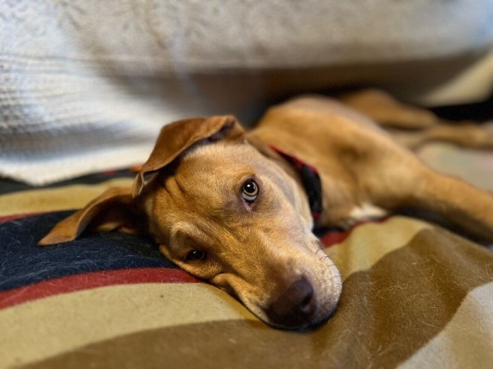 Deets, an adoptable Labrador Retriever & Pit Bull Terrier Mix in Austin, TX_image-5