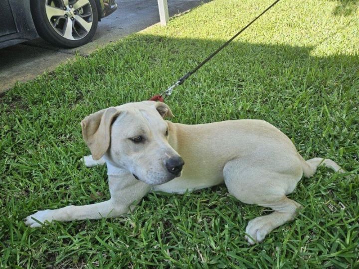 Lobo Martinez, an adoptable Labrador Retriever Mix in Austin, TX_image-1