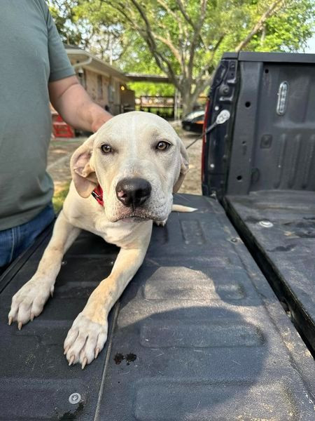 Lobo Martinez, an adoptable Labrador Retriever Mix in Austin, TX_image-2