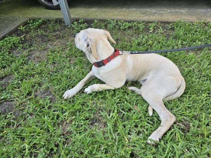 Lobo Martinez, an adoptable Labrador Retriever Mix in Austin, TX_image-5