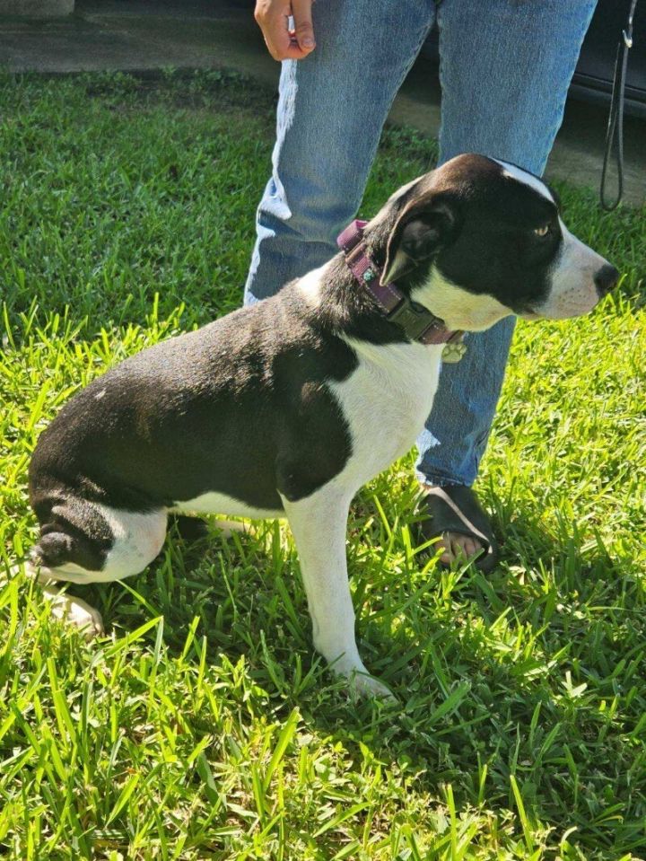 Daisy Martinez, an adoptable Labrador Retriever Mix in Austin, TX_image-4