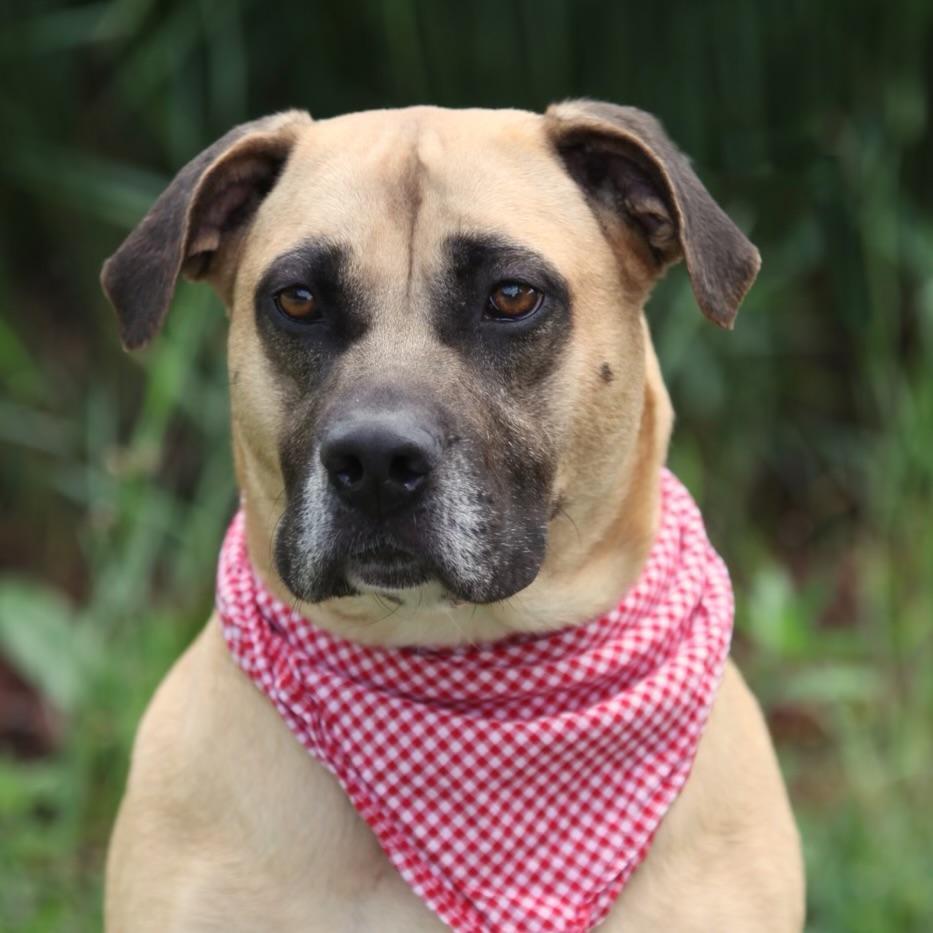 Junie, an adoptable Mixed Breed in Owosso, MI, 48867 | Photo Image 1