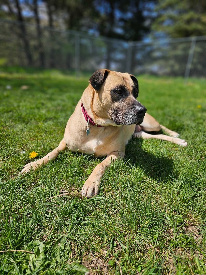 Junie, an adoptable Mixed Breed in Owosso, MI, 48867 | Photo Image 6