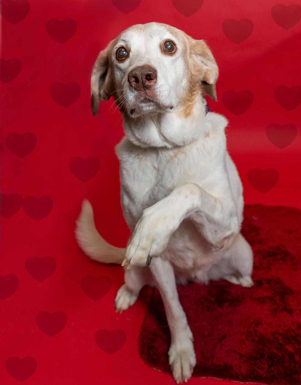 Ember, an adoptable Mixed Breed in Owosso, MI, 48867 | Photo Image 1