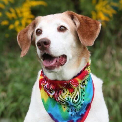 Ember, an adoptable Mixed Breed in Owosso, MI, 48867 | Photo Image 3