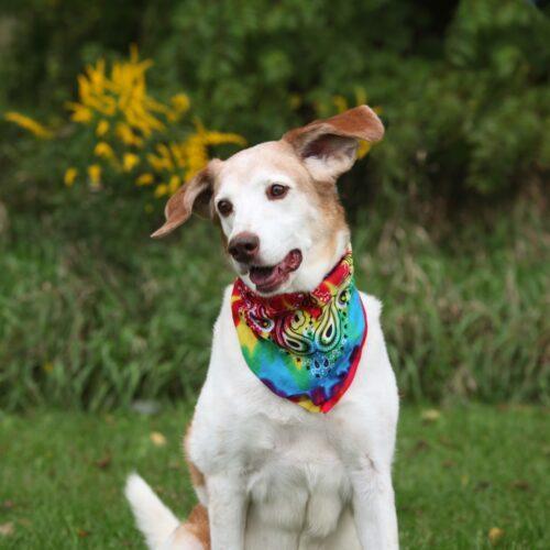 Ember, an adoptable Mixed Breed in Owosso, MI, 48867 | Photo Image 5
