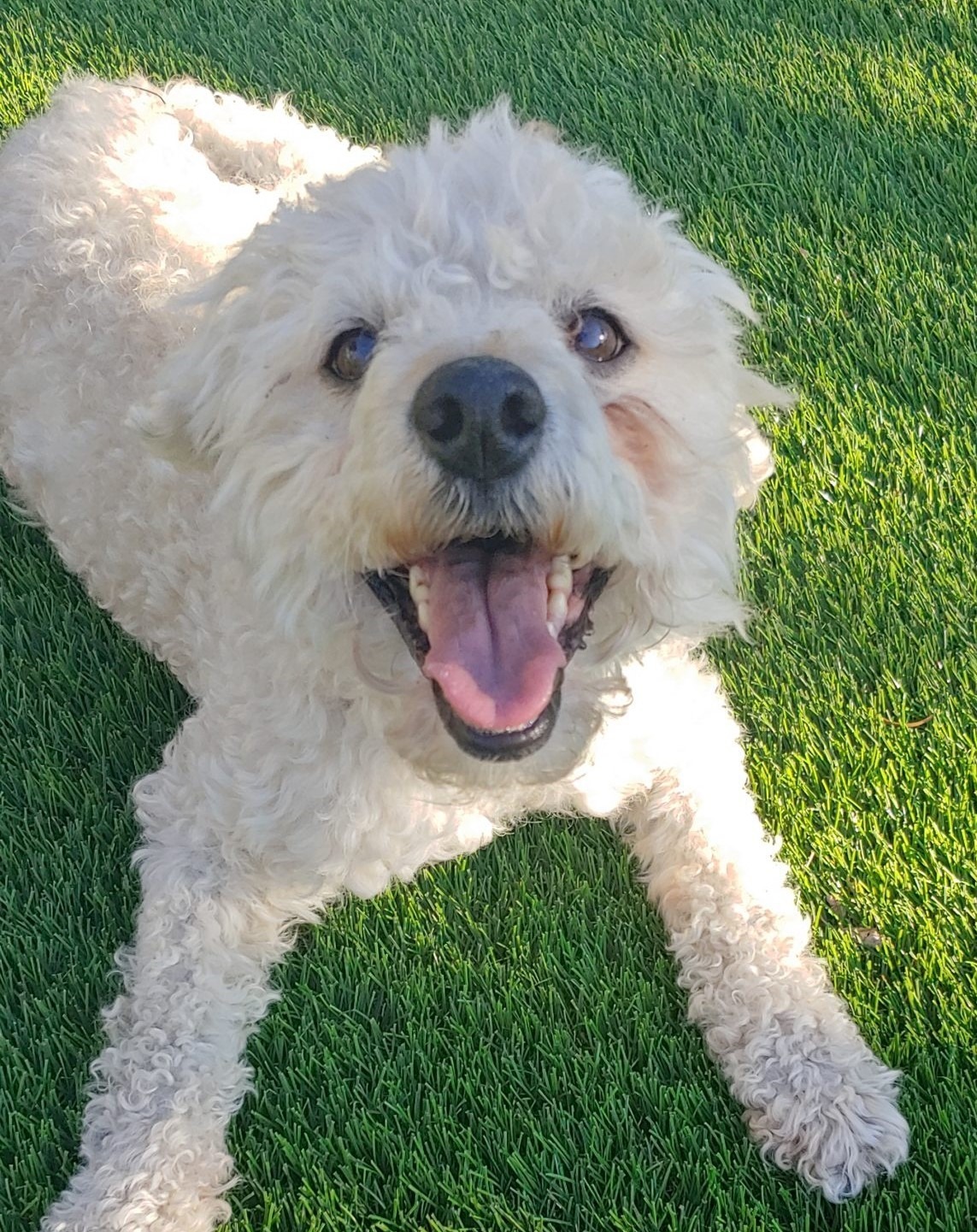 Triton, an adoptable Miniature Poodle, Mixed Breed in Las Cruces, NM, 88001 | Photo Image 1