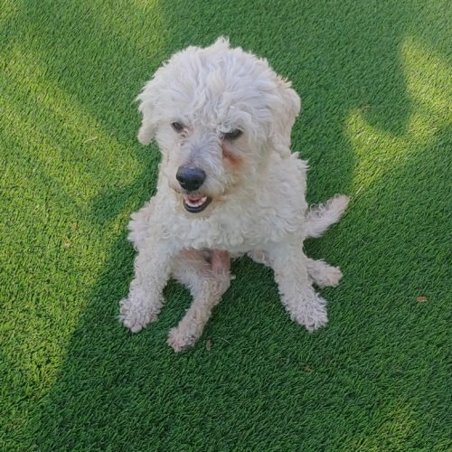 Triton, an adoptable Miniature Poodle, Mixed Breed in Las Cruces, NM, 88001 | Photo Image 2