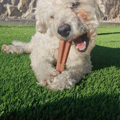 Triton, an adoptable Miniature Poodle, Mixed Breed in Las Cruces, NM, 88001 | Photo Image 3