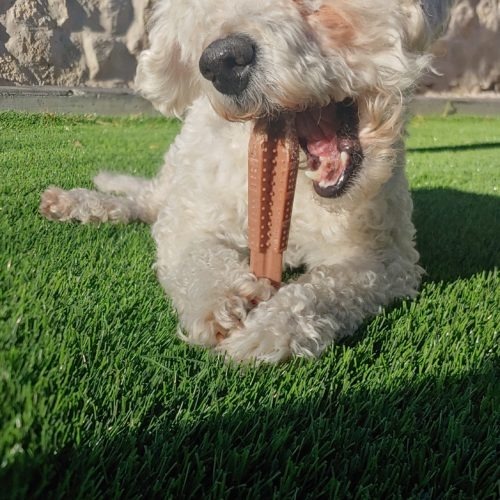 Triton, an adoptable Miniature Poodle, Mixed Breed in Las Cruces, NM, 88001 | Photo Image 4