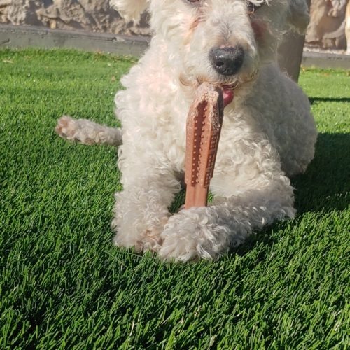 Triton, an adoptable Miniature Poodle, Mixed Breed in Las Cruces, NM, 88001 | Photo Image 5