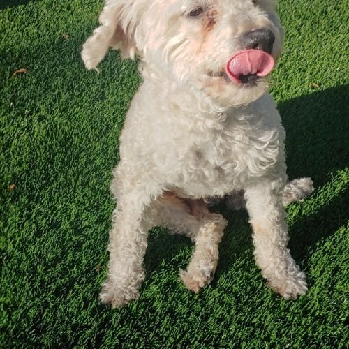 Triton, an adoptable Miniature Poodle, Mixed Breed in Las Cruces, NM, 88001 | Photo Image 6