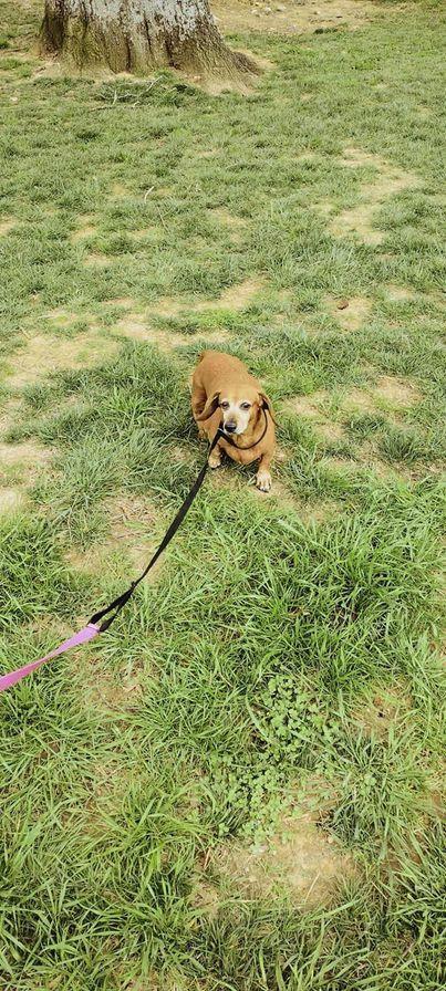 Nora, an adoptable Miniature Dachshund in Cookeville, TN, 38502 | Photo Image 1