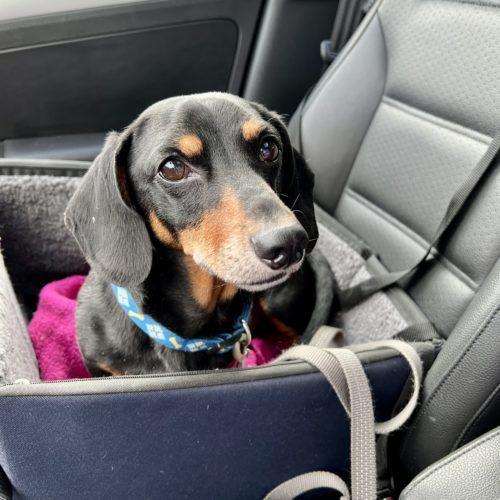 Peanut, an adoptable Dachshund in Cookeville, TN, 38502 | Photo Image 3