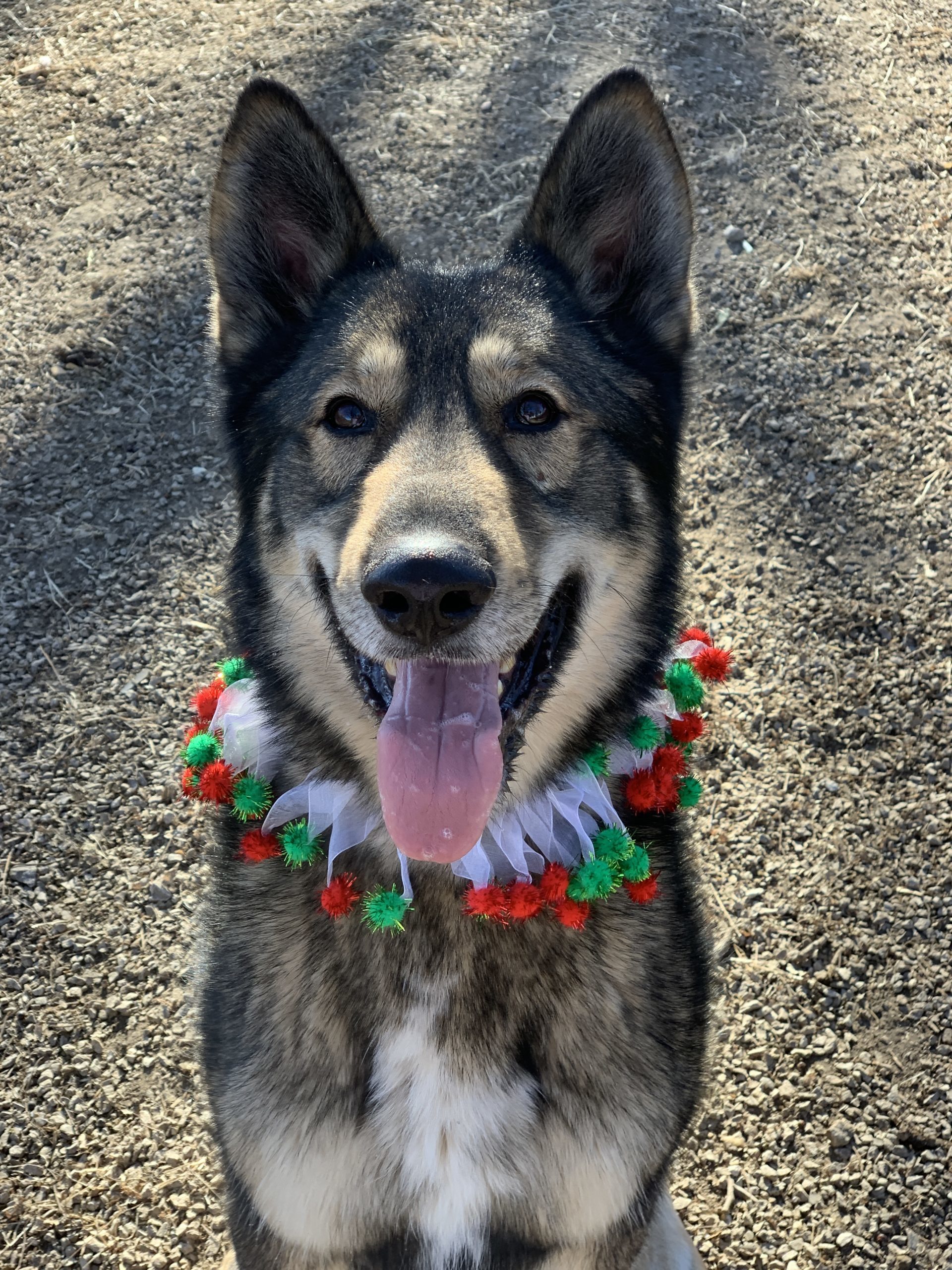 Wylie, an adoptable German Shepherd Dog in Richmond, MO, 64085 | Photo Image 1