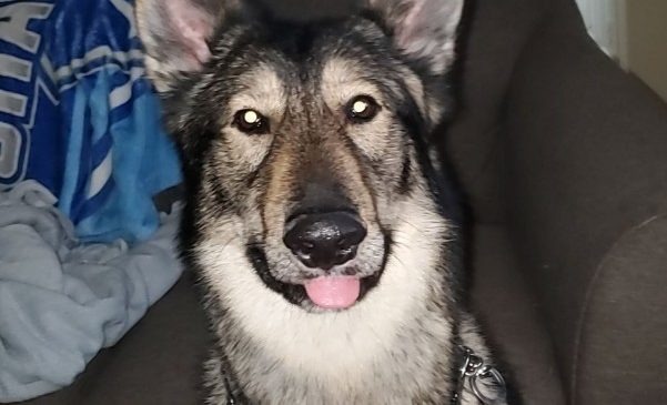 Wylie, an adoptable German Shepherd Dog in Richmond, MO, 64085 | Photo Image 2