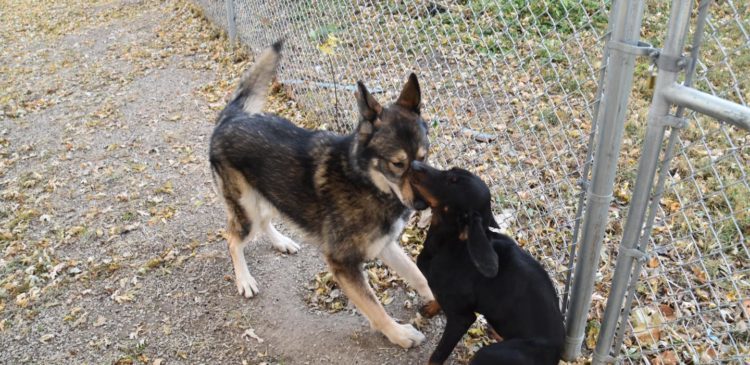 Wylie, an adoptable German Shepherd Dog in Richmond, MO, 64085 | Photo Image 3