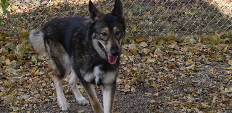 Wylie, an adoptable German Shepherd Dog in Richmond, MO, 64085 | Photo Image 4