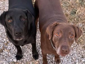 Bessie, Senior Female Black Labrador Retriever