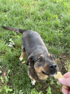 Jupiter, an adoptable German Shepherd Dog, Hound in Richmond, MO, 64085 | Photo Image 1