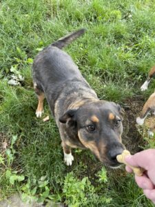 Jupiter, an adoptable German Shepherd Dog, Hound in Richmond, MO, 64085 | Photo Image 2