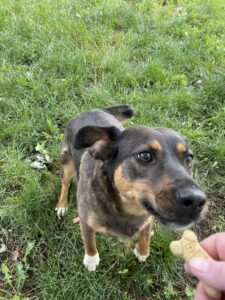 Jupiter, an adoptable German Shepherd Dog, Hound in Richmond, MO, 64085 | Photo Image 3