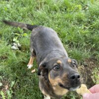 Jupiter, an adoptable German Shepherd Dog, Hound in Richmond, MO, 64085 | Photo Image 4