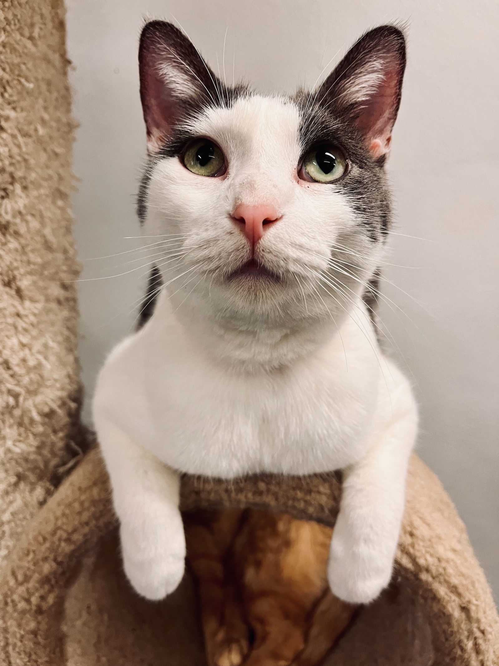 Ravioli, an adoptable Domestic Short Hair in Montello, WI, 53949 | Photo Image 1